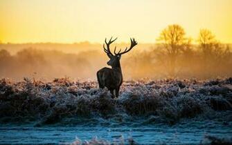 Deer Sunrise Sunset Landscapes Nature Autumn Fall Frost Wallpaper