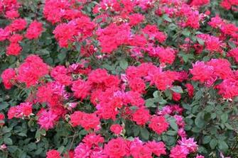 Field Of Roses Wallpaper