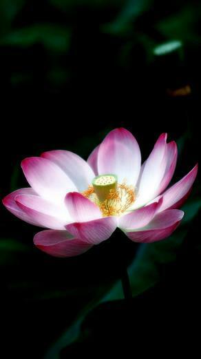 Lotus Flower iPhone Wallpaper