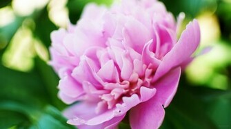 Spring Flowers Screensavers And Wallpaper HD Walls Find