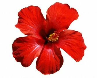 Oahure Hawaii Flowers