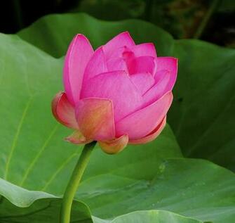 Pink Lotus Flower Wallpaper Pictures Image
