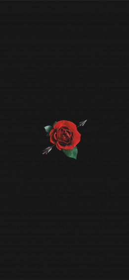 Best Roses iPhone HD Wallpaper