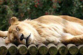 Gallery Animal Wallpaper Mix