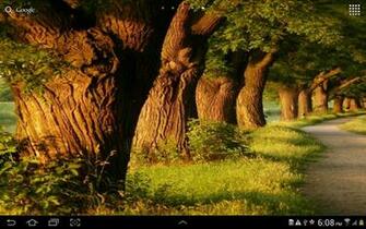 Forest Live Wallpaper Screenshot