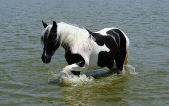 Black And White Horse Walking Through The Sea HD Horses Wallpaper