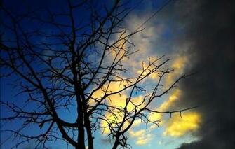 Tree Branch Sky Clouds Color Silhouette Evening Sunset Weather