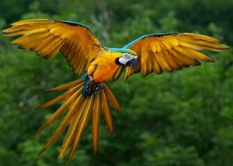 Rainforest Animal Wallpaper Amazing