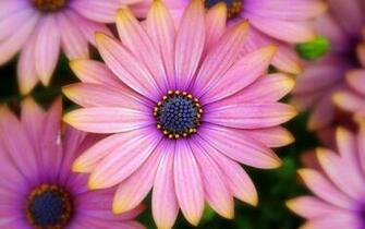 Pink Daisy Wallpaper Background