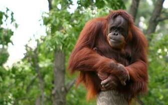 Orangutan Wallpaper And Background Image Net