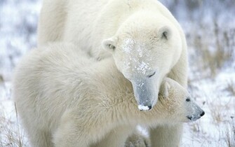 Beautiful Wallpaper Polar Bear