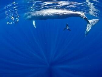 Blue Whale Wallpaper Image