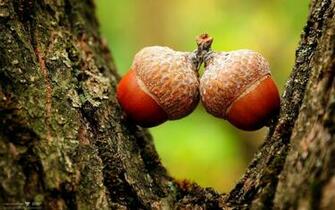 Acorns Wallpaper