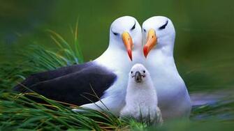 Birds Samsung Galaxy Note Wallpaper Screensavers Background