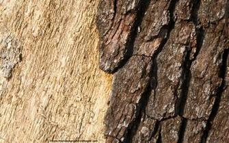 Wallpaper Wood