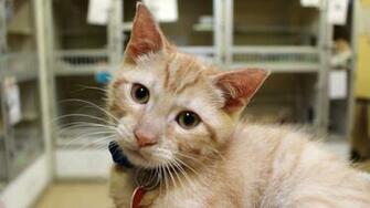 Pets For Adoption At Bucks County Spca Lahaska In New Hope Pa
