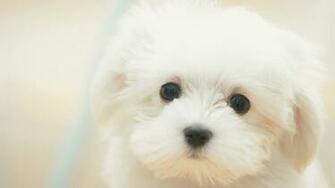Gallery Wallpaper Image Puppy Lab Photos