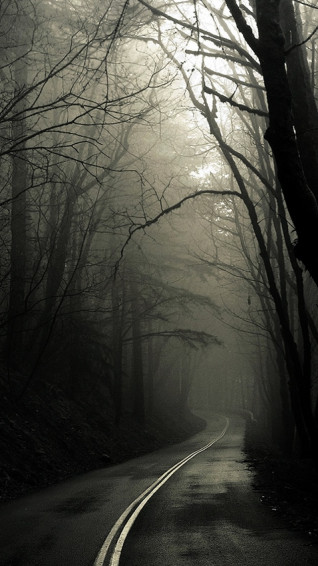 Dark Road Forest iPhone Wallpaper Tags Fog