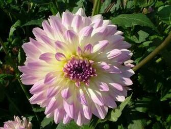 Wallpaper Dahlias Flowers