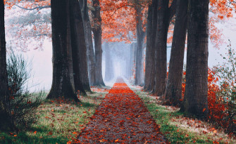Cute Fall Aesthetic Wallpaper
