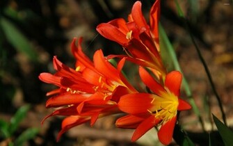 Exotic Flower Wallpaper