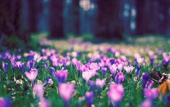 Spring Flower Park Wallpaper HD