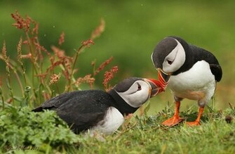 Animal Puffin Wallpaper