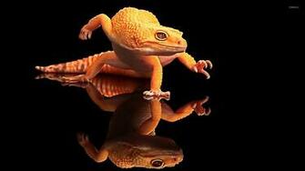 Lizard Wallpaper Animal