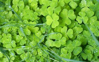 Green Flowers Wallpaper HD Pictures One