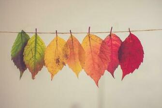 Fall Wallpaper HD Hq