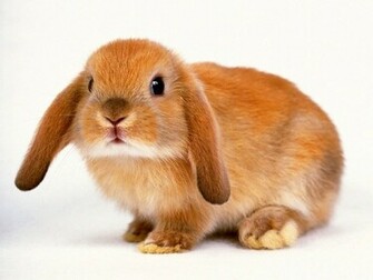 Cute Rabbit Wallpaper High Quality