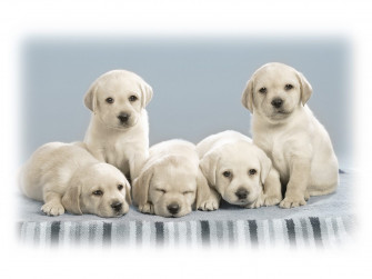 Wallpaper Of Cute Puppies