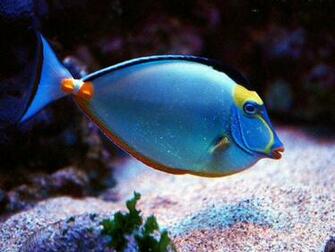 Wallpaperpoints Tropical Fish Full HD Wallpaper Points