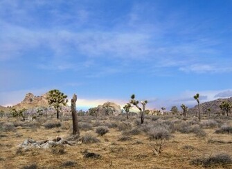 Joshua Tree National Park Desktop Wallpaper Iskin Co Uk