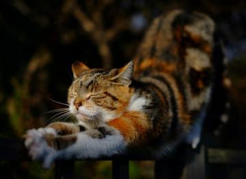 30k Tiger Cat Pictures Image