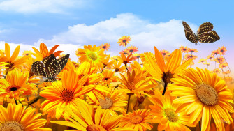 Yellow Flower Butterfly Sunflower Artistic HD Wallpaper