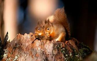 Cute Little Squirrels Wallpaper Imgstocks