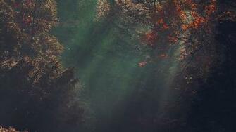 Desktop Wallpaper Laptop Mac Macbook Air Na74 Wood Nature Tree