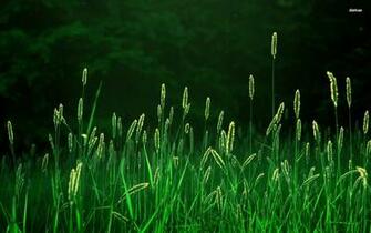 Green Grass Wallpaper HD Background Of Your