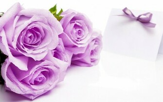 Purple Roses Wallpaper