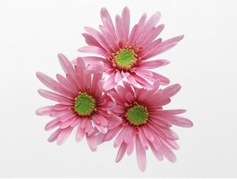 Flowers Pink Flower High Quality Background Pictures