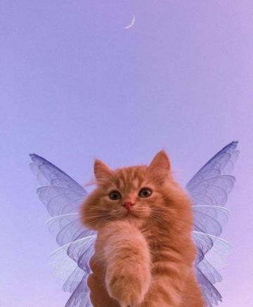 Fairy Kitty Komik Kedi Yavrular Sevimli Hayvan