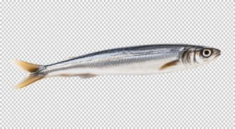 Anchovy Isolated On Transparent Background Wallpaper