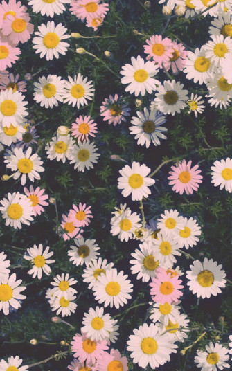 Paling Bagus Wallpaper Flower Untuk Android