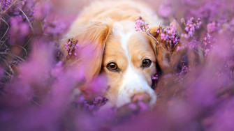 Cute Dog In Flowers 4k HD Wallpaper Image Photos And Picture