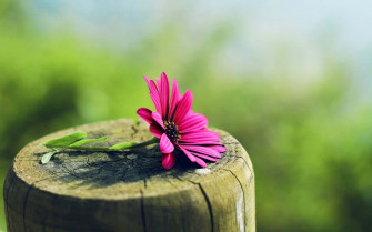 Nature Flower Wallpaper