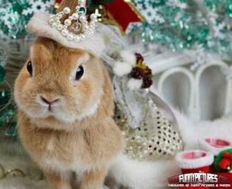 Christmas Bunny Funny Animals Pictures