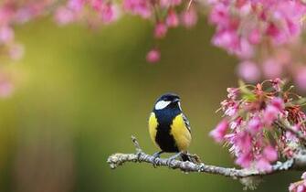 Ultra HD Bird Spring Flowers Animals Wallpaper