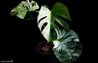 Gallery Variegated Monstera Desktop Background Monsterax