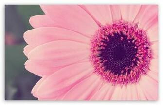 Pink Gerbera Daisy HD Desktop Wallpaper High Definition Fullscreen